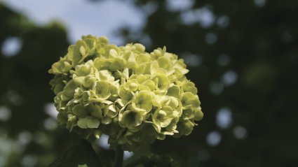 hortensia